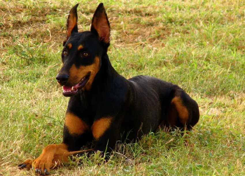 Doberman Shepherd